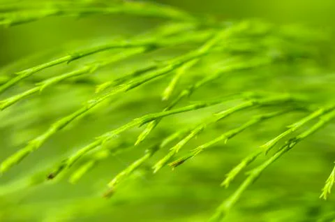 Natural background Stock Photos