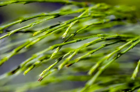 Natural background Stock Photos