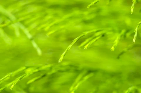 Natural background Stock Photos