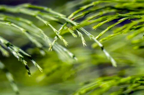 Natural background Stock Photos