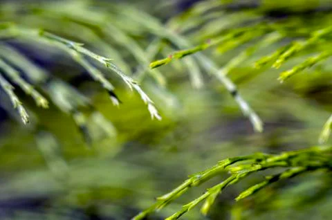 Natural background Foto stock