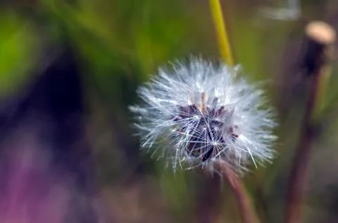 Natural background Stock Photos