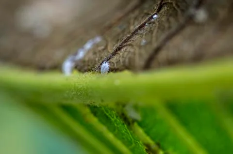Natural background Stock Photos