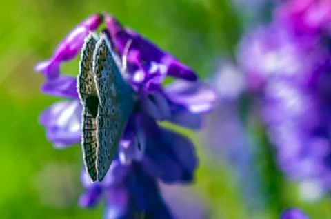 Natural background Foto stock