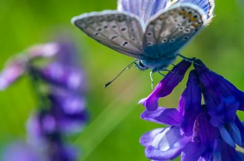 Natural background Stock Photos
