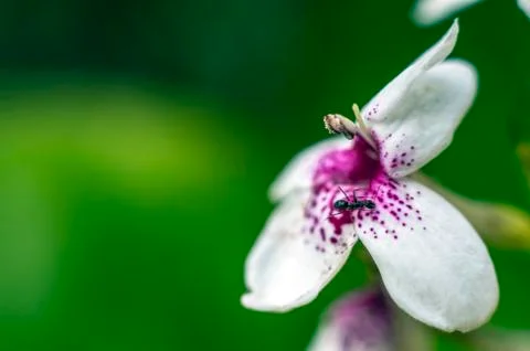 Natural background Foto stock