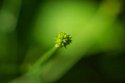 Natural background Stock Photos