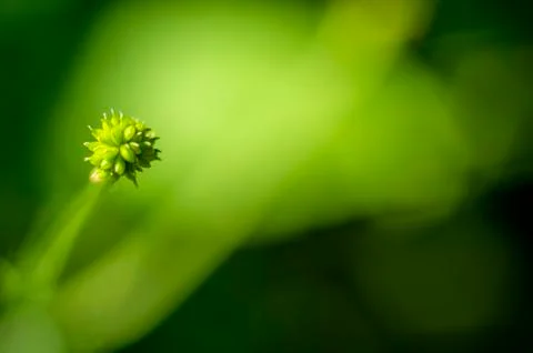 Natural background Stock Photos