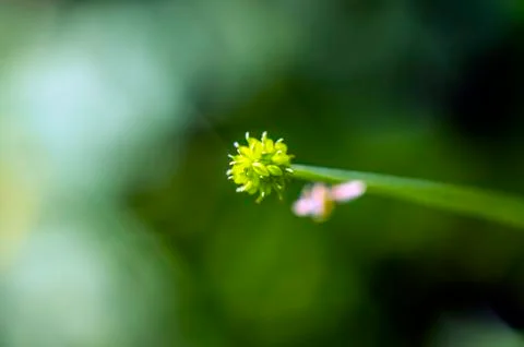 Natural background Foto stock