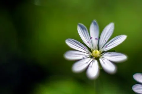 Natural background Stock Photos
