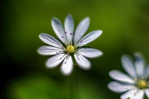 Natural background Foto stock