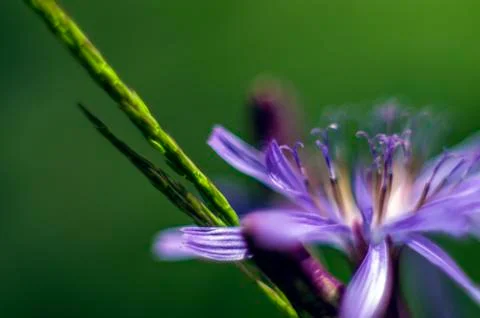 Natural background Stock Photos
