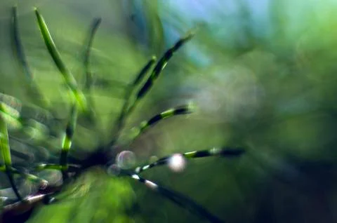 Natural background Stock Photos