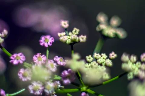Natural background Foto stock