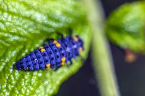 Natural background Stock Photos