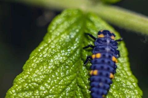 Natural background Stock Photos