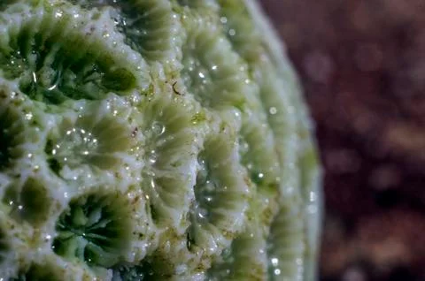 Natural background Foto stock