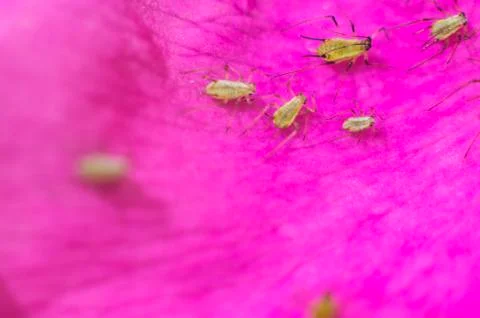 Natural background Stock Photos