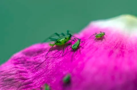 Natural background Stock Photos