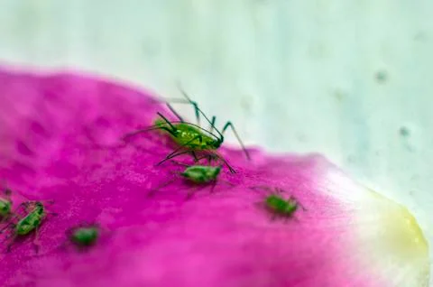 Natural background Stock Photos