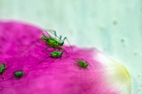 Natural background Stock Photos