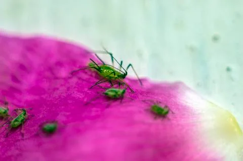 Natural background Stock Photos