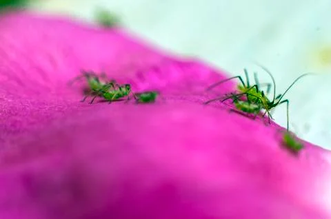 Natural background Stock Photos