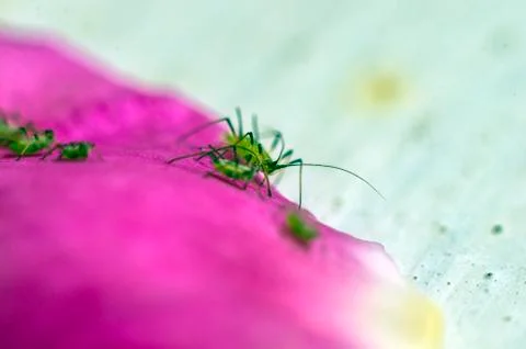 Natural background Stock Photos