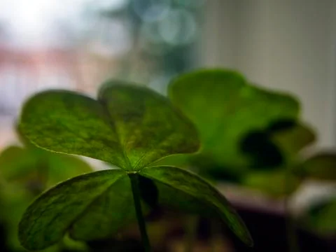 Natural background Stock Photos