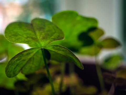 Natural background Stock Photos