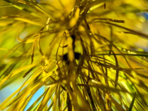 Natural background Stock Photos