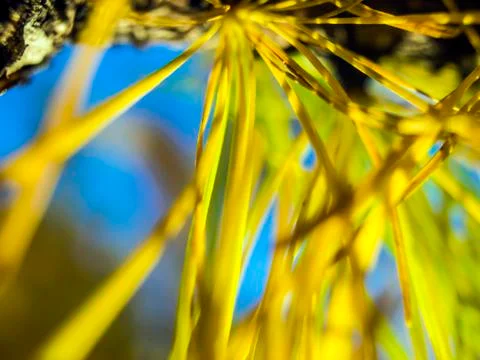 Natural background Stock Photos