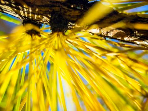 Natural background Stock Photos