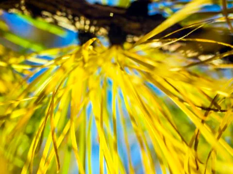 Natural background Stock Photos