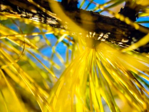 Natural background Stock Photos