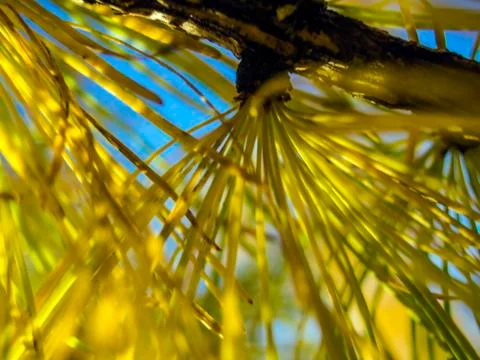 Natural background Stock Photos