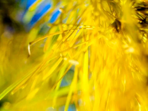 Natural background Stock Photos