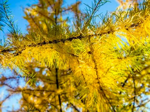 Natural background Stock Photos