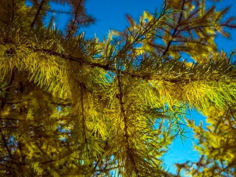 Natural background Stock Photos