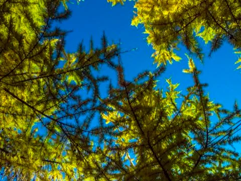 Natural background Stock Photos