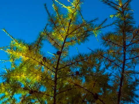 Natural background Stock Photos