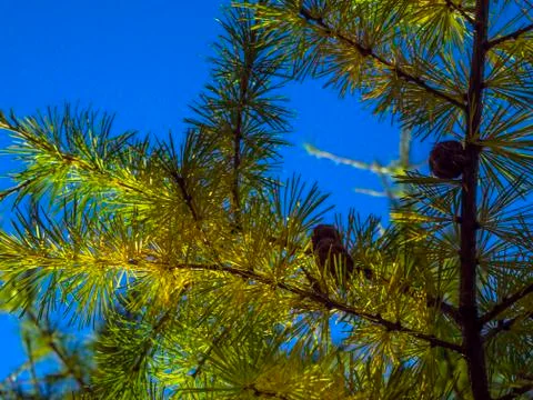 Natural background Stock Photos