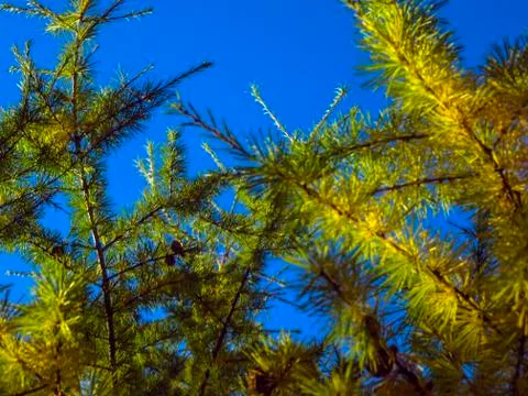 Natural background Foto stock