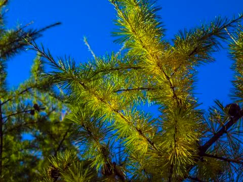 Natural background Stock Photos