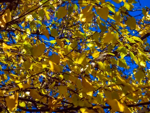 Natural background Stock Photos