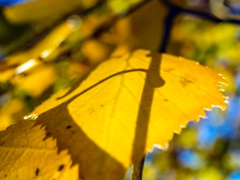 Natural background Stock Photos