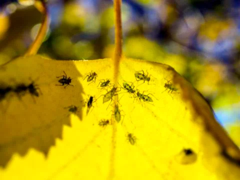 Natural background Stock Photos
