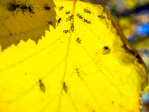 Natural background Stock Photos