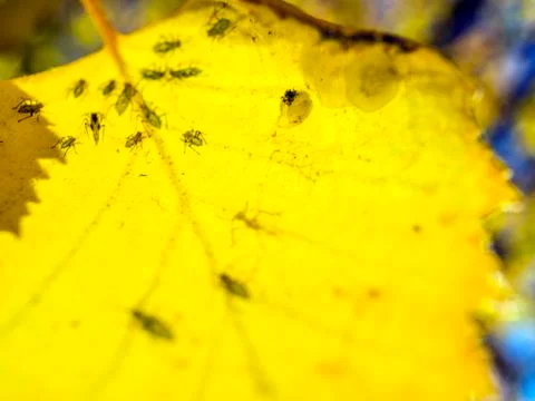 Natural background Stock Photos