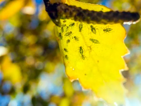 Natural background Stock Photos